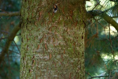 Pinus peuce - borovice rumelská - borka
